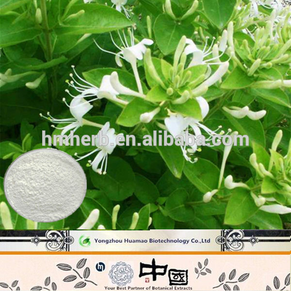 Honeysuchle Flowers Extract Chlorogenic Acid